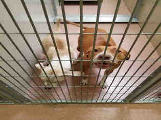 Medium Photo #1 Labrador Retriever-Unknown Mix Puppy For Sale in Ogden, UT, USA