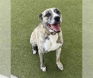 Anatolian Shepherd-Staffordshire Bull Terrier Mix Dogs for adoption in Waco, TX, USA