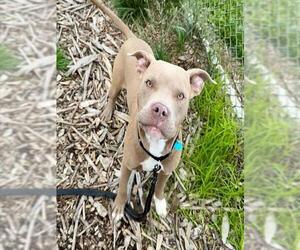 American Pit Bull Terrier Dogs for adoption in Waterford, VA, USA