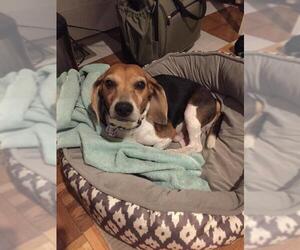 Beagle Dogs for adoption in Oakhurst, NJ, USA