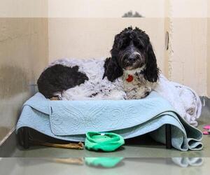 Labradoodle Dogs for adoption in Boston, MA, USA