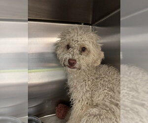 Poodle (Miniature)-Unknown Mix Dogs for adoption in Rancho Cucamonga, CA, USA