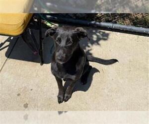 American Pit Bull Terrier-Unknown Mix Dogs for adoption in Tulsa, OK, USA