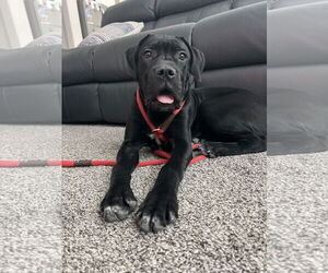 Mutt Dogs for adoption in Goodyear, AZ, USA