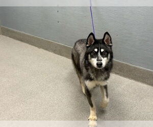 Huskies -Unknown Mix Dogs for adoption in Las Vegas, NV, USA