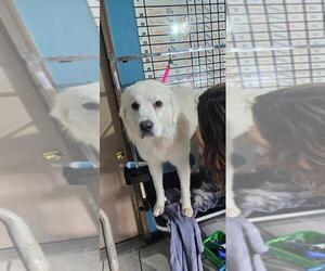 Great Pyrenees-Unknown Mix Dogs for adoption in DuQuoin, IL, USA