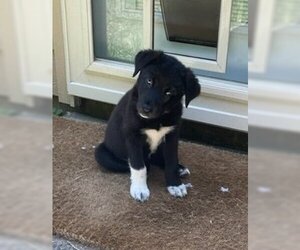Borador Dogs for adoption in Brewster, NY, USA