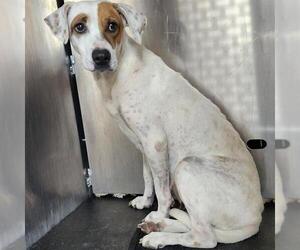 Mutt Dogs for adoption in San Antonio, TX, USA