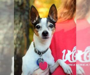 Rat Terrier Dogs for adoption in Negaunee, MI, USA