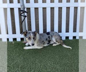 Mutt Dogs for adoption in Modesto, CA, USA