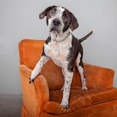 Pointer Dogs for adoption in Mission Hills, CA, USA
