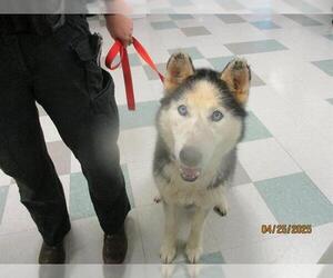 Siberian Husky-Unknown Mix Dogs for adoption in Oklahoma City, OK, USA