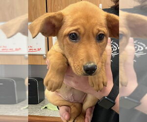 Mutt Dogs for adoption in Sterling, MA, USA