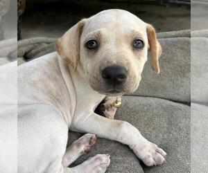 Chihuahua-Whippet Mix Dogs for adoption in San Diego, CA, USA