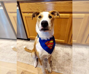 Australian Shepherd-Unknown Mix Dogs for adoption in Germantown, OH, USA