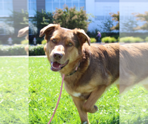 Mutt Dogs for adoption in Petaluma, CA, USA