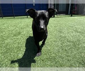 Chihuahua Dogs for adoption in Redwood City, CA, USA