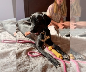 Mutt Dogs for adoption in Uwchlan, PA, USA