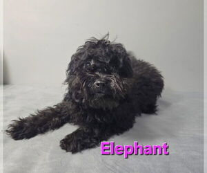ShiChi Dogs for adoption in Modesto, CA, USA