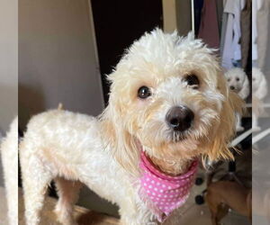 Poodle (Miniature) Dogs for adoption in San Diego, CA, USA