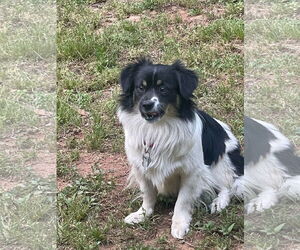 Chug Dogs for adoption in Holly Springs, NC, USA