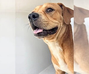 Black Mouth Cur-Unknown Mix Dogs for adoption in Houston, TX, USA