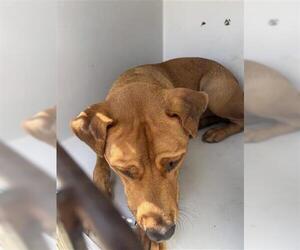 Labrador Retriever Dogs for adoption in Houston, TX, USA