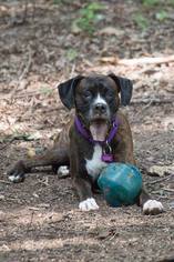 Medium Photo #1 Boxer Puppy For Sale in Lake Ann, MI, USA