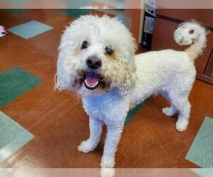 Poodle (Miniature) Dogs for adoption in Rancho Cucamonga, CA, USA