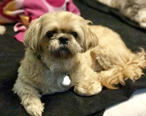 Medium Photo #1 Shih Tzu Puppy For Sale in Cary, NC, USA