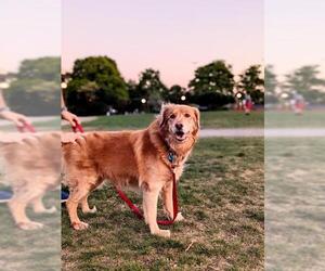 Golden Retriever Dogs for adoption in Bellevue, WA, USA