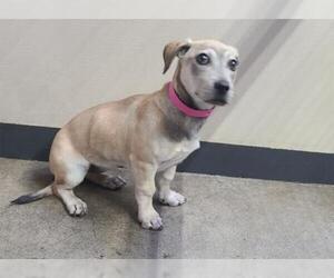 Dachshund-Unknown Mix Dogs for adoption in pomona, CA, USA