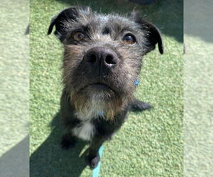 Border Terrier-Unknown Mix Dogs for adoption in Lakewood, CO, USA
