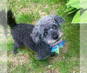 Poodle (Miniature) Dogs for adoption in St. Louis Park, MN, USA