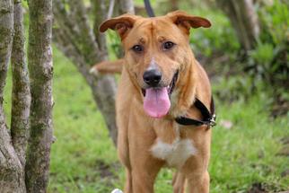 Mutt Dogs for adoption in Ocean Springs, MS, USA