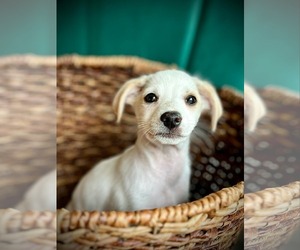 Mutt Dogs for adoption in Pensacola, FL, USA
