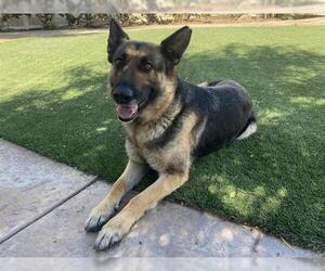 German Shepherd Dog Dogs for adoption in Corona, CA, USA