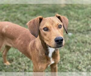 Redbone Coonhound Dogs for adoption in Tulsa, OK, USA