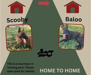 Mutt Dogs for adoption in Lindsay, CA, USA