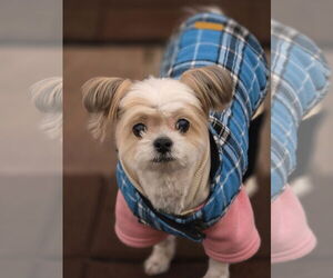 Shih Tzu-Unknown Mix Dogs for adoption in Sandy, UT, USA