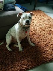 Bullypit Dogs for adoption in Blacklick, OH, USA