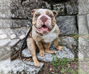 Bulldog Dogs for adoption in St. Louis Park, MN, USA