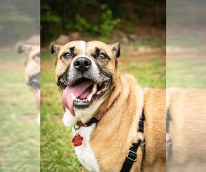 Bulldog-German Shepherd Dog Mix Dogs for adoption in Oxford, MS, USA