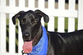 Great Dane Dogs for adoption in Irvine, CA, USA