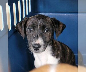 Huskies -Labrador Retriever Mix Dogs for adoption in Rocky Mount, NC, USA