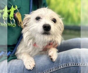 Mutt Dogs for adoption in Rohnert Park, CA, USA
