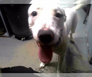 American Staffordshire Terrier-Labrador Retriever Mix Dogs for adoption in Tallahassee, FL, USA