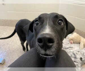 Lab-Pointer Dogs for adoption in Fort Collins, CO, USA