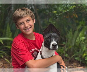 Labrador Retriever-Unknown Mix Dogs for adoption in Sanford, FL, USA