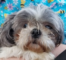 Shih Tzu Dogs for adoption in West Columbia, SC, USA